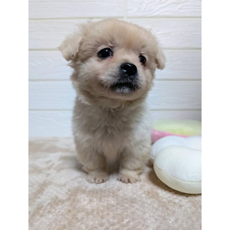 販売中の宮崎県のミックス犬-432812