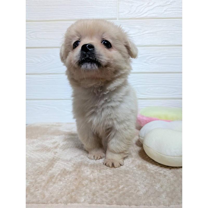 販売中の宮崎県のミックス犬-432812の5枚目