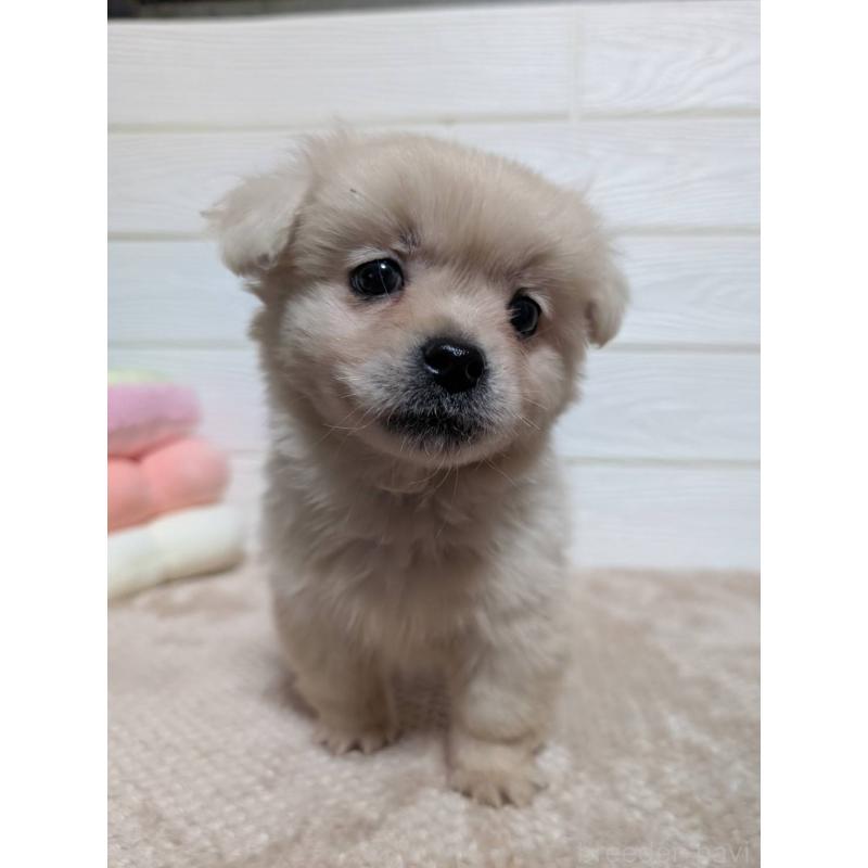 販売中の宮崎県のミックス犬-432812の6枚目