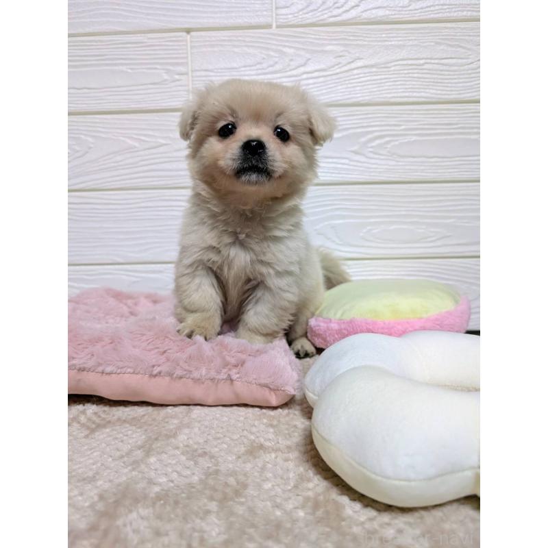 販売中の宮崎県のミックス犬-432812の4枚目