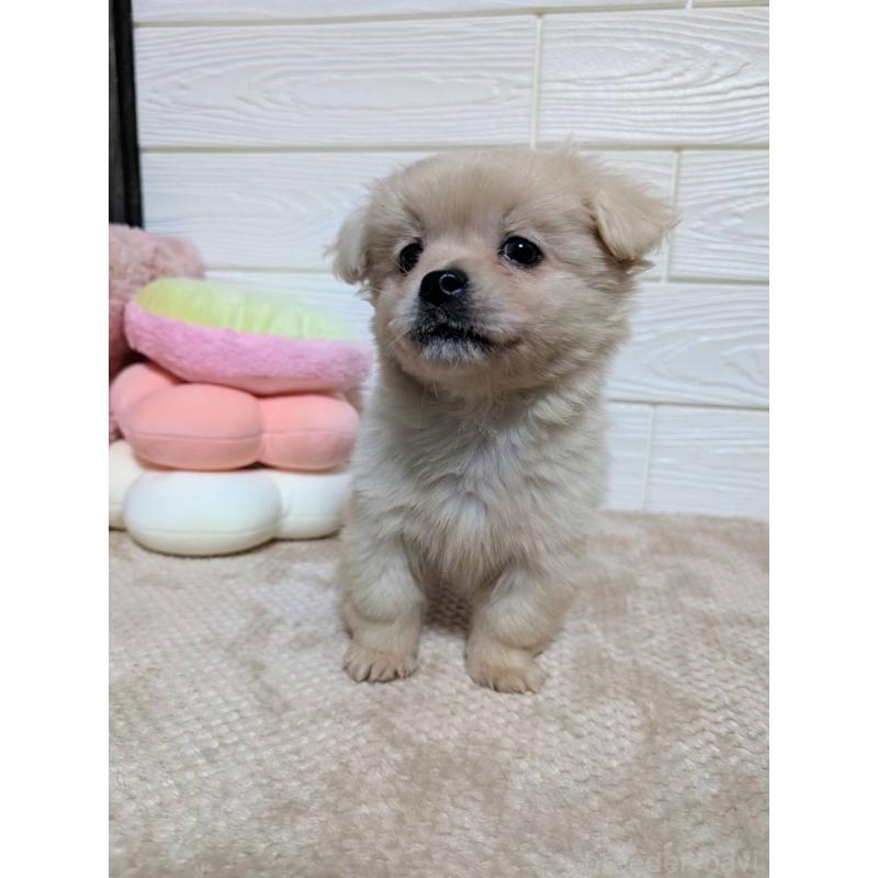 販売中の宮崎県のミックス犬-432812の3枚目