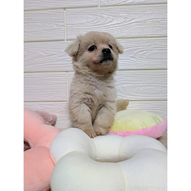 販売中の宮崎県のミックス犬-432812の2枚目