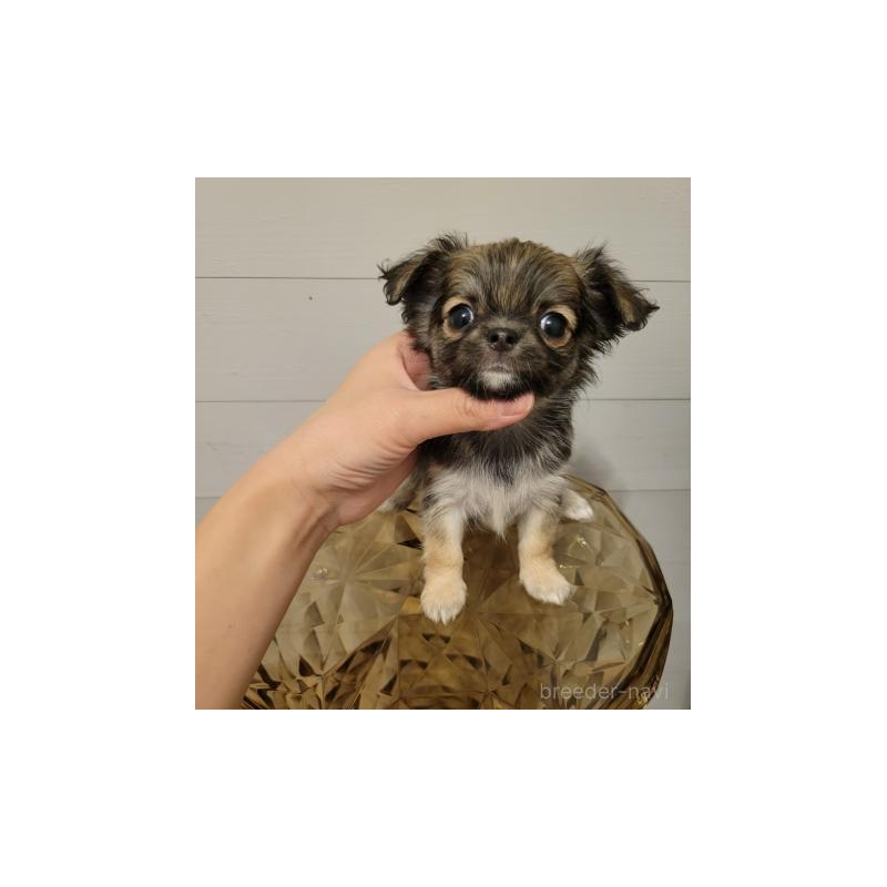 販売中の滋賀県のチワワ(ロングコート)-432813