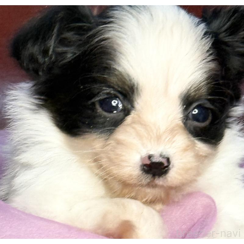 販売中の三重県のパピヨン-432815の9枚目