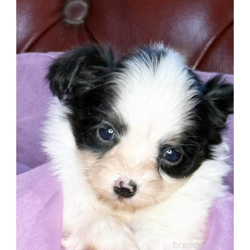 販売中の三重県のパピヨン-432815