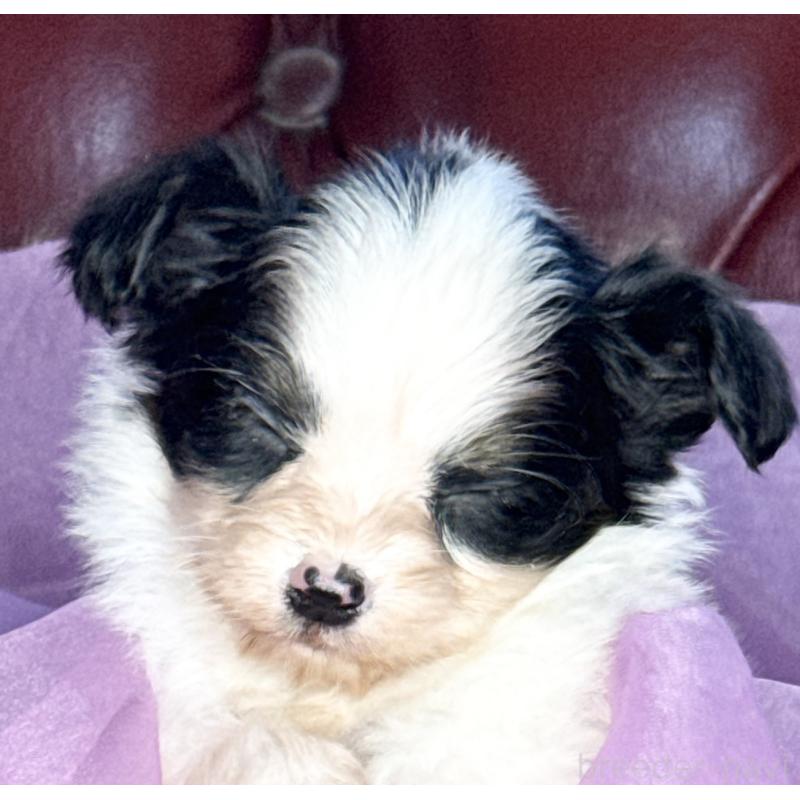 販売中の三重県のパピヨン-432815の8枚目