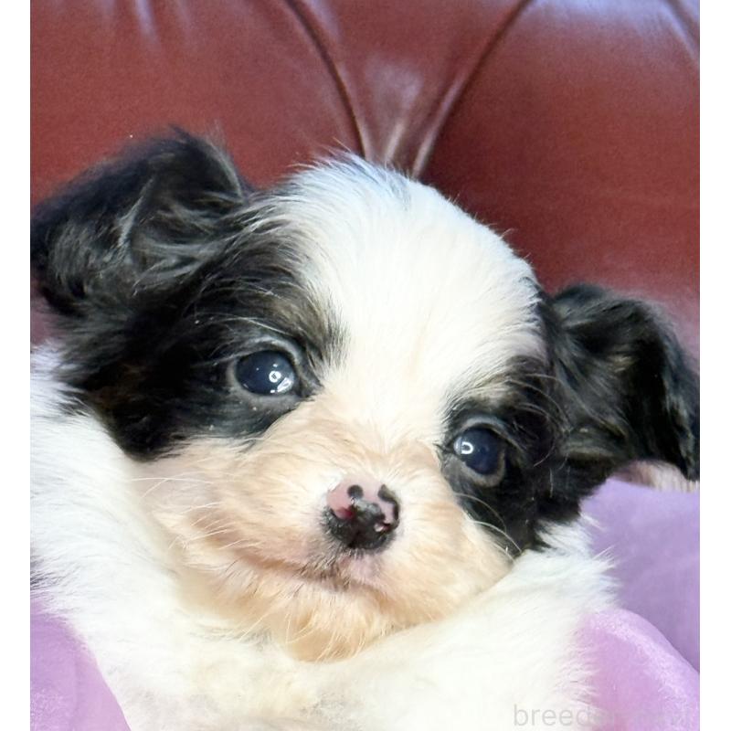 販売中の三重県のパピヨン-432815の7枚目