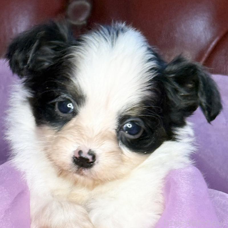 販売中の三重県のパピヨン-432815の6枚目