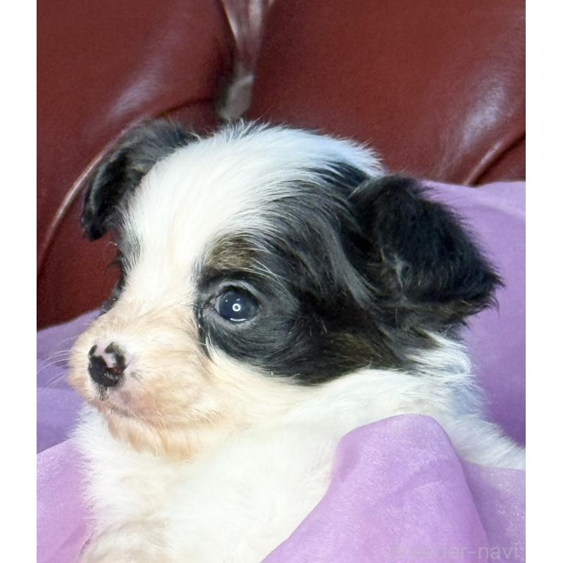 販売中の三重県のパピヨン-432815の4枚目