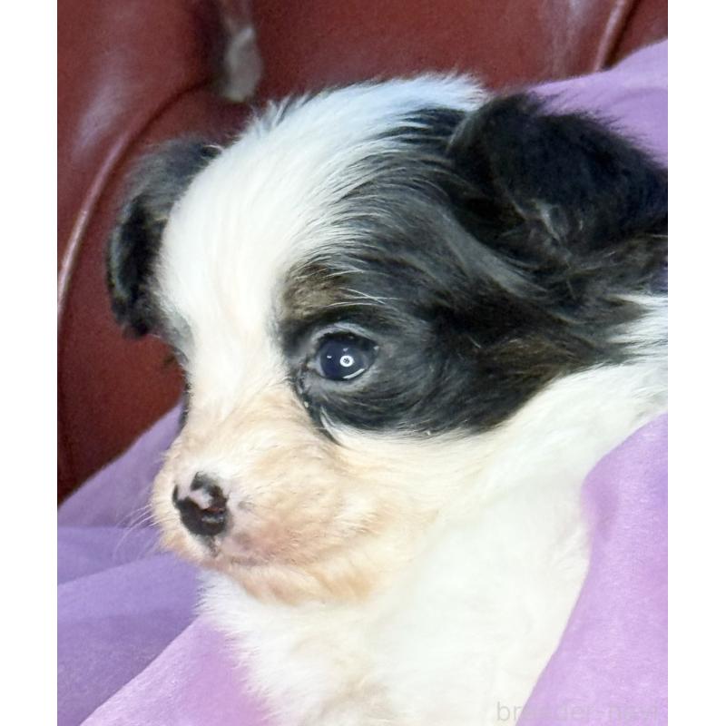 販売中の三重県のパピヨン-432815の5枚目