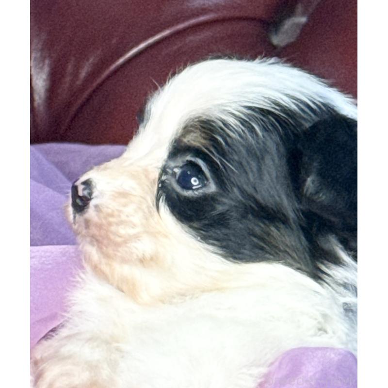 販売中の三重県のパピヨン-432815の3枚目