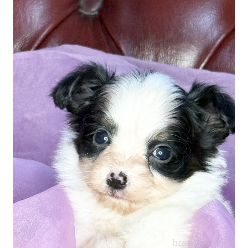 販売中の三重県のパピヨン-432815の2枚目