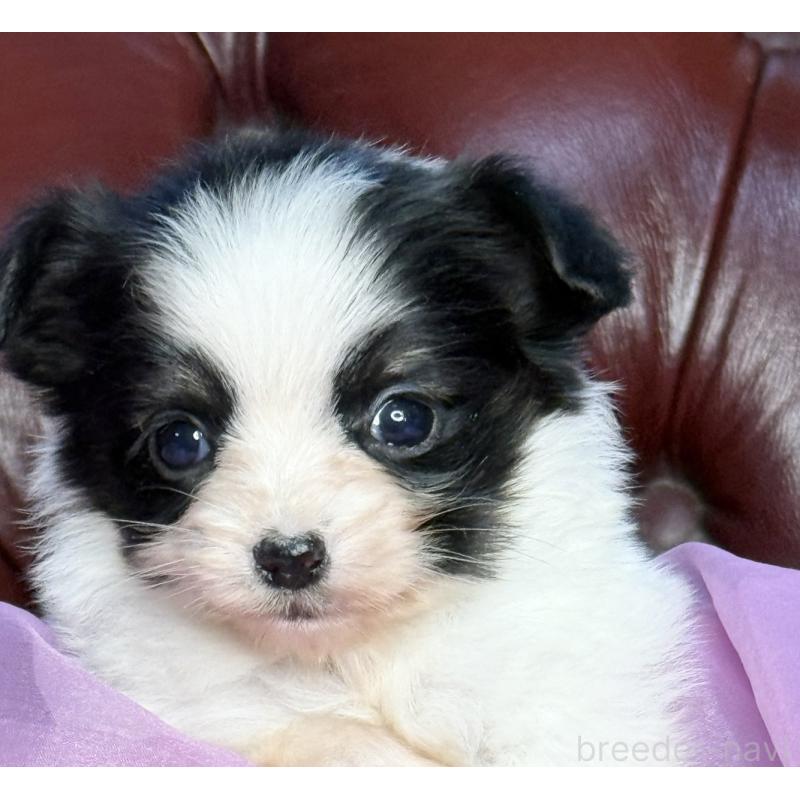 販売中の三重県のパピヨン-432817の10枚目