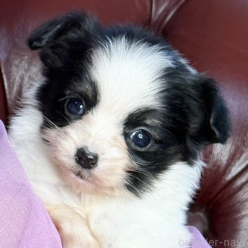 販売中の三重県のパピヨン-432817の9枚目