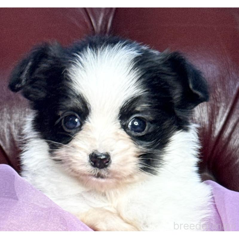 販売中の三重県のパピヨン-432817の8枚目