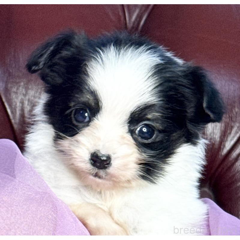 販売中の三重県のパピヨン-432817