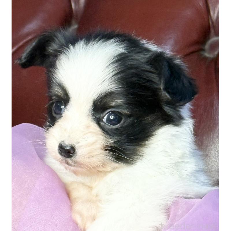 販売中の三重県のパピヨン-432817の7枚目