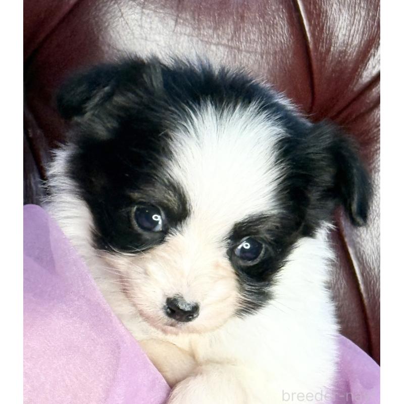 販売中の三重県のパピヨン-432817の6枚目