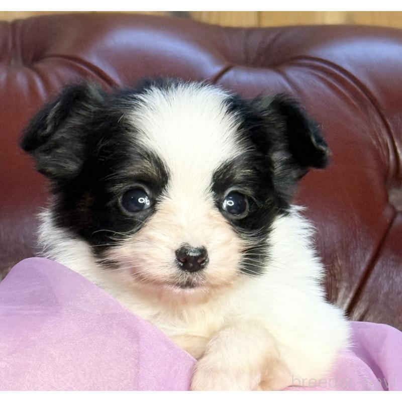 販売中の三重県のパピヨン-432817の5枚目