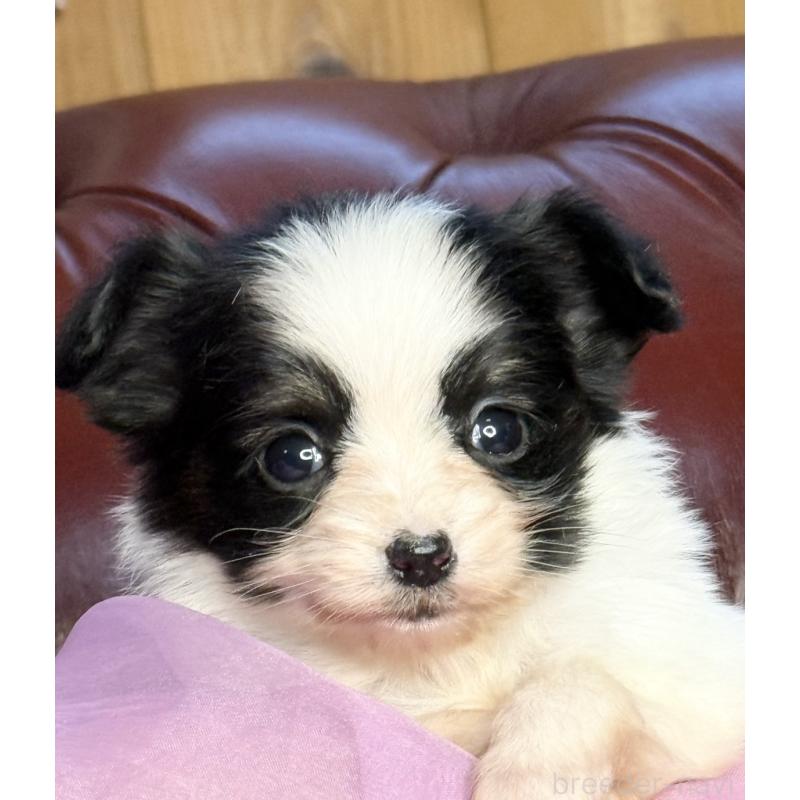 販売中の三重県のパピヨン-432817の4枚目