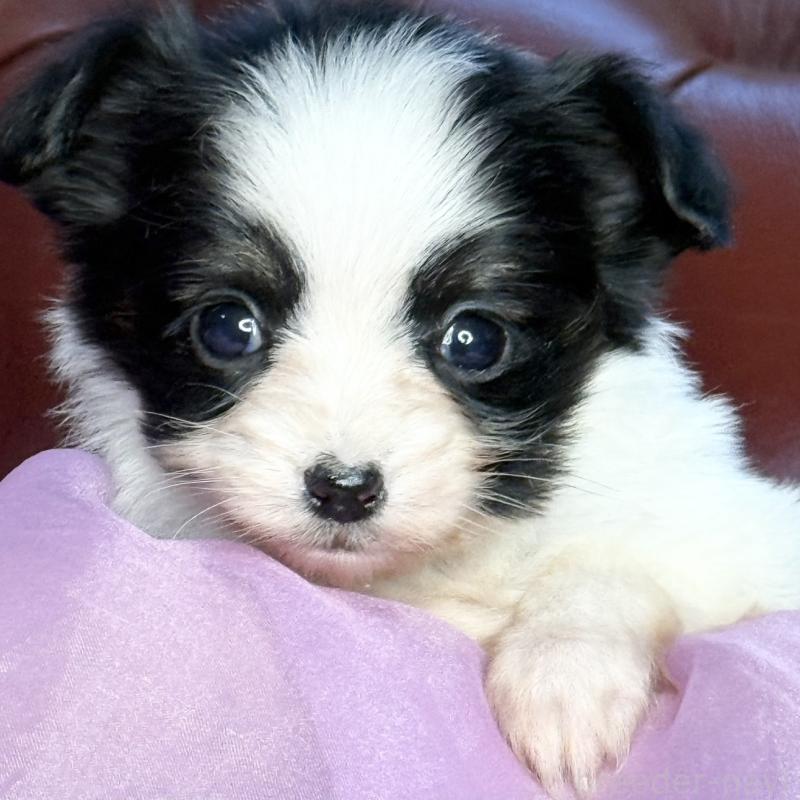 販売中の三重県のパピヨン-432817の3枚目