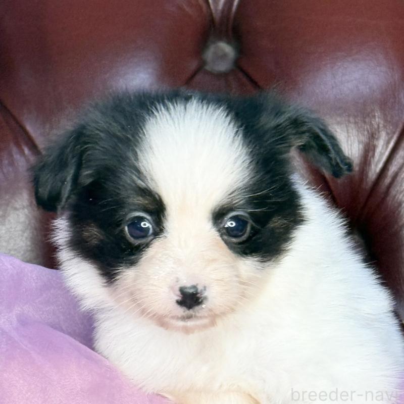 販売中の三重県のパピヨン-432818