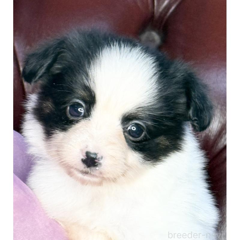 販売中の三重県のパピヨン-432818の7枚目