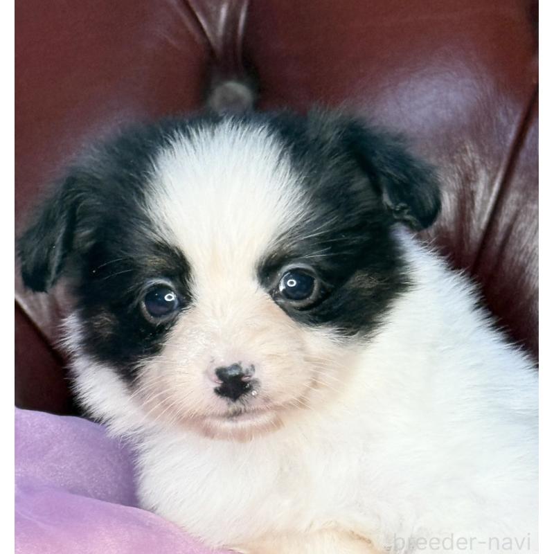 販売中の三重県のパピヨン-432818の6枚目