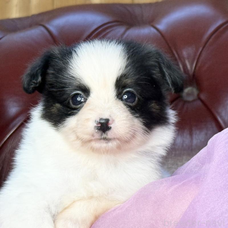 販売中の三重県のパピヨン-432818の5枚目