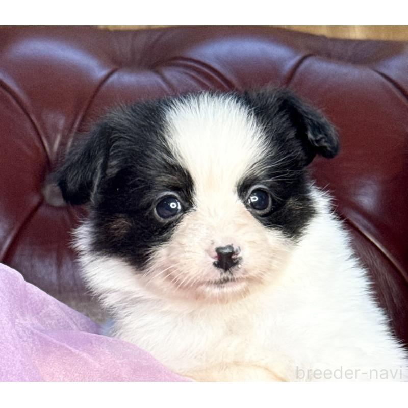 販売中の三重県のパピヨン-432818の4枚目