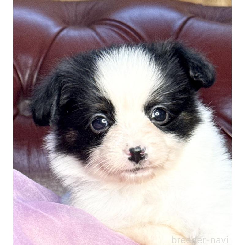 販売中の三重県のパピヨン-432818の3枚目