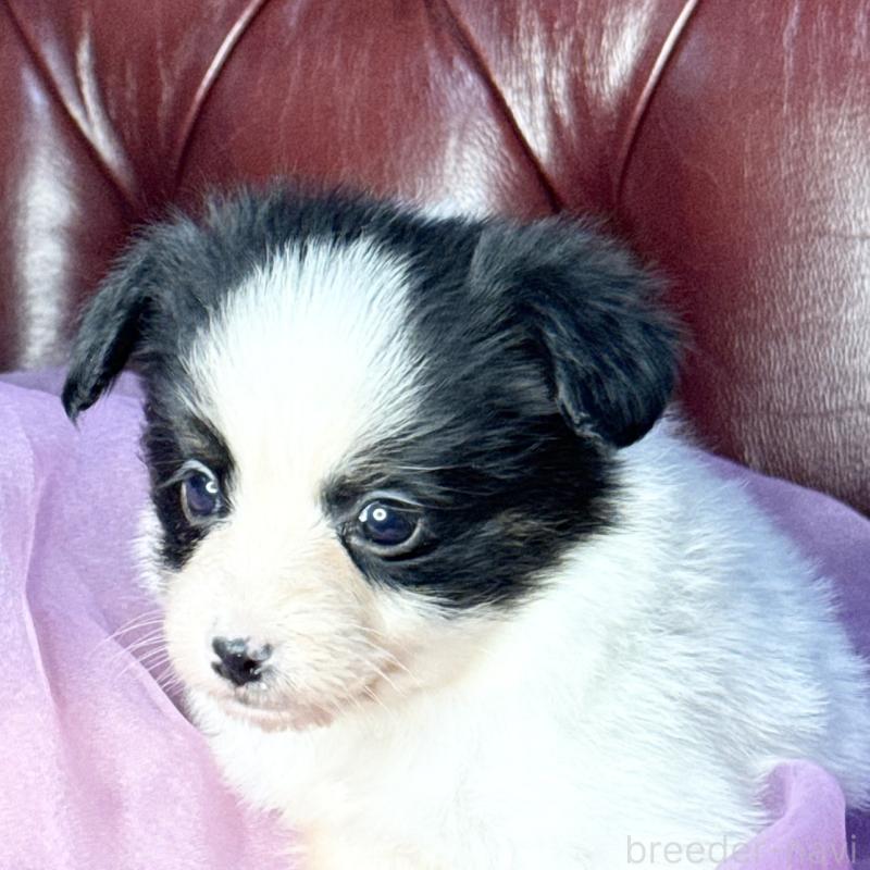 販売中の三重県のパピヨン-432818の2枚目