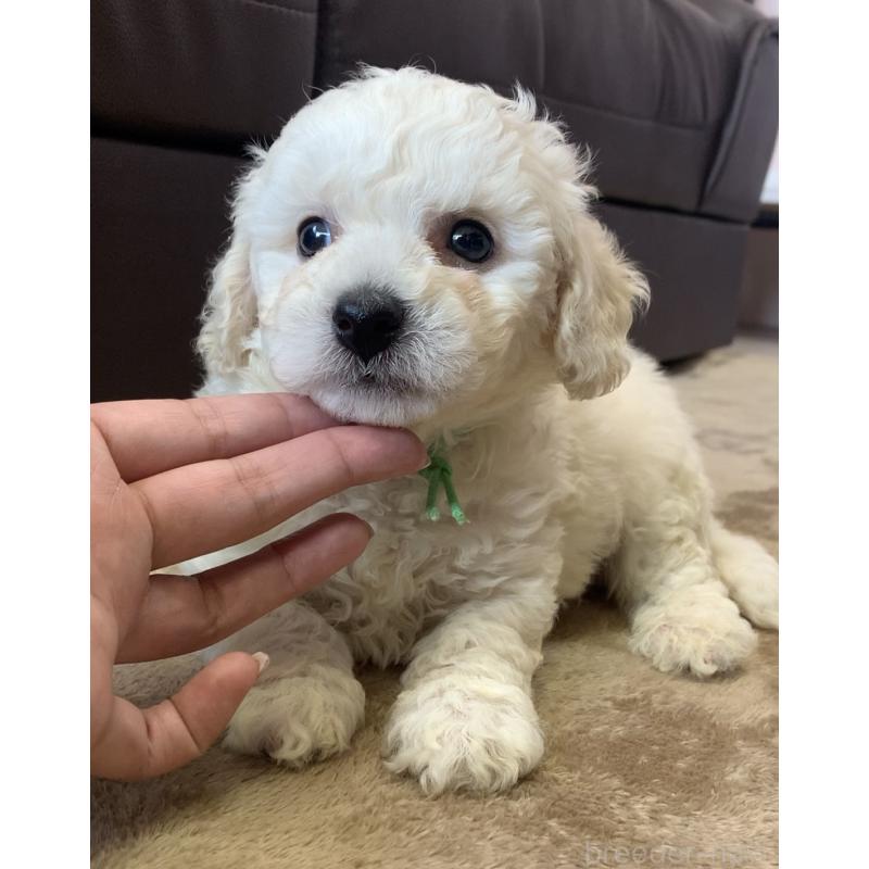 販売中の滋賀県のビションプー:ビションフリーゼ×トイプードル-432819の5枚目