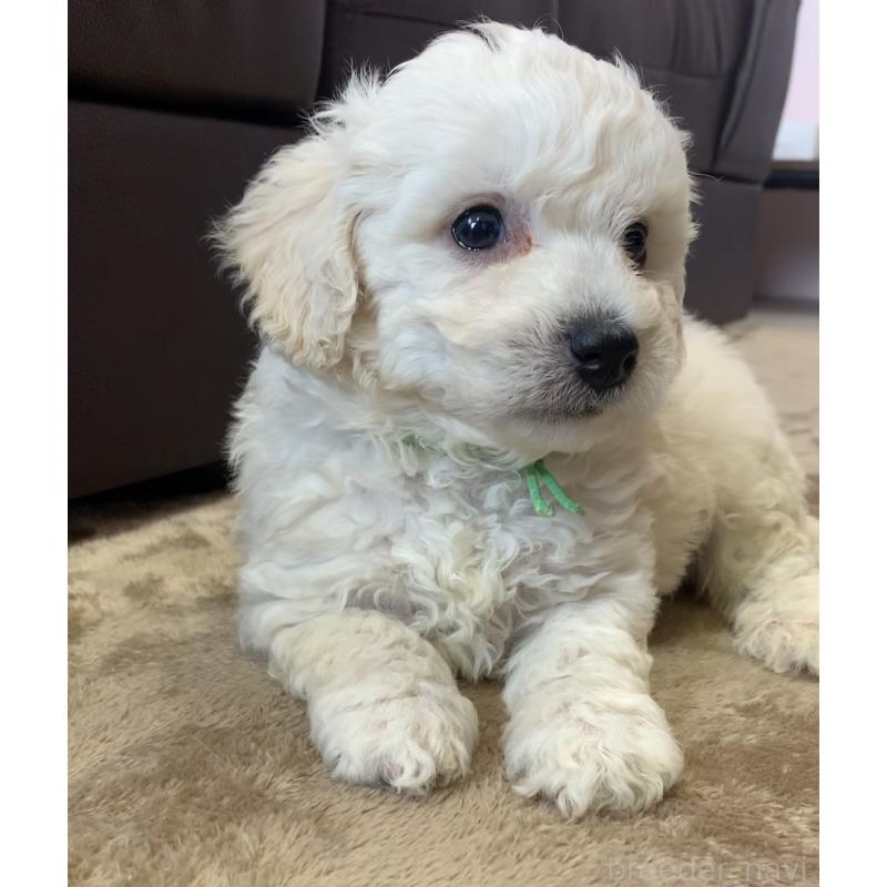 販売中の滋賀県のビションプー:ビションフリーゼ×トイプードル-432819の4枚目