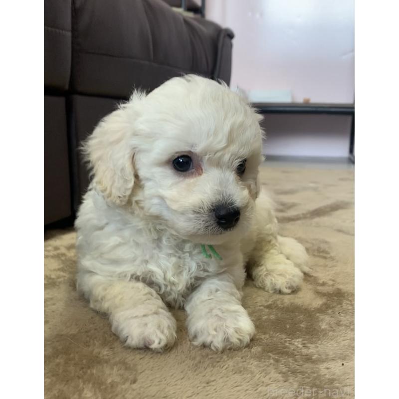 販売中の滋賀県のビションプー:ビションフリーゼ×トイプードル-432819の3枚目