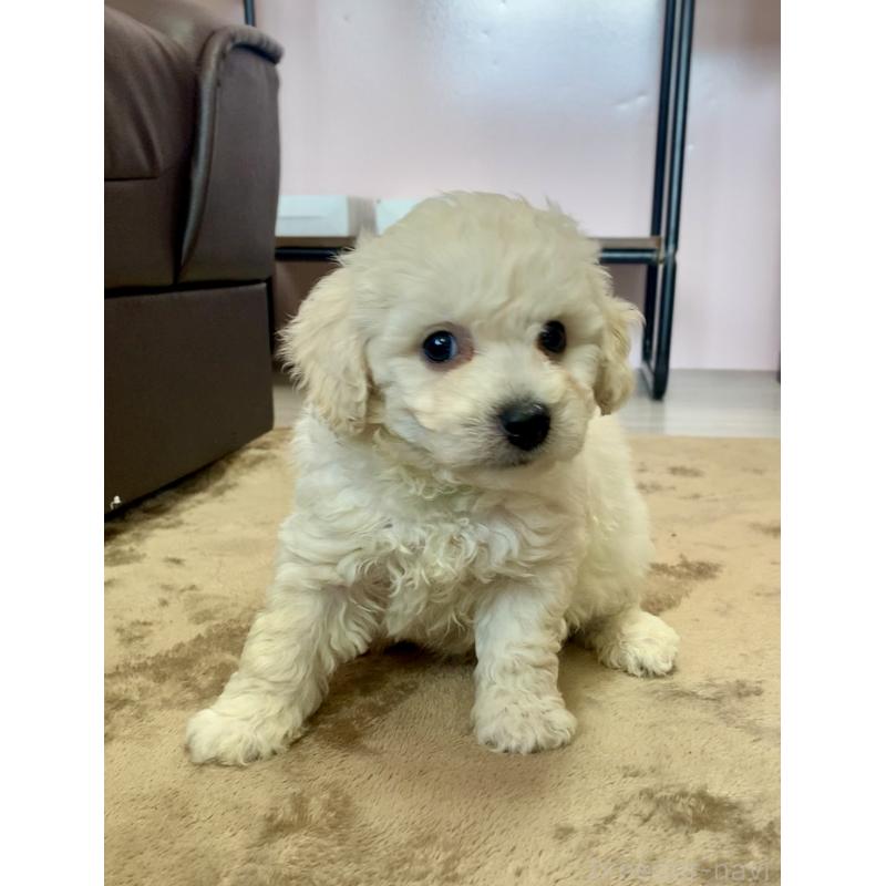 販売中の滋賀県のビションプー:ビションフリーゼ×トイプードル-432819の2枚目