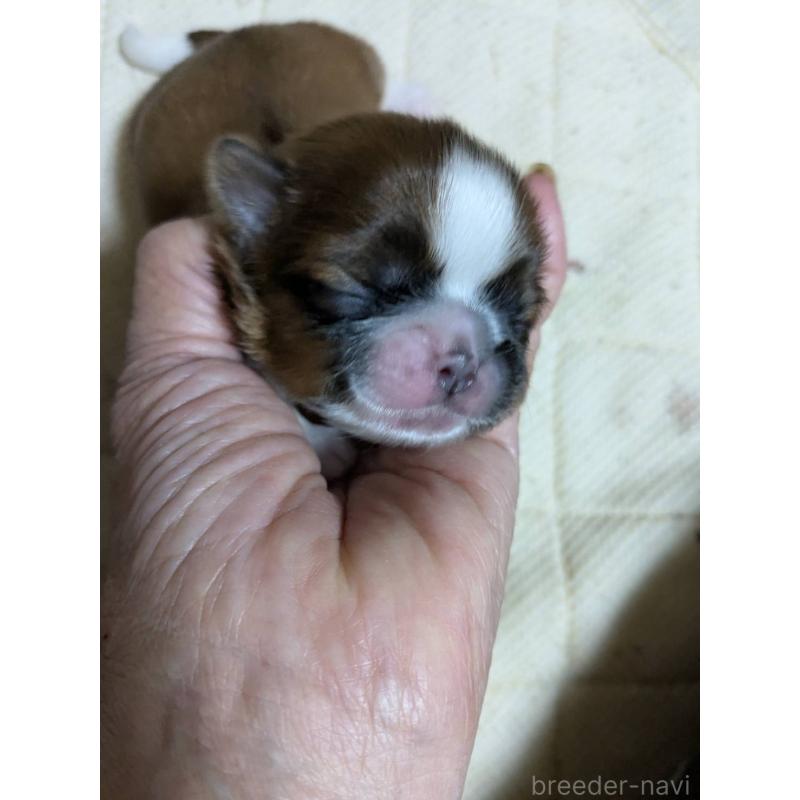 販売中の神奈川県のシーズー-432820の2枚目