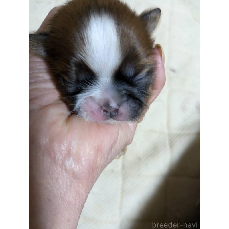 販売中の神奈川県のシーズー-432820の1枚目