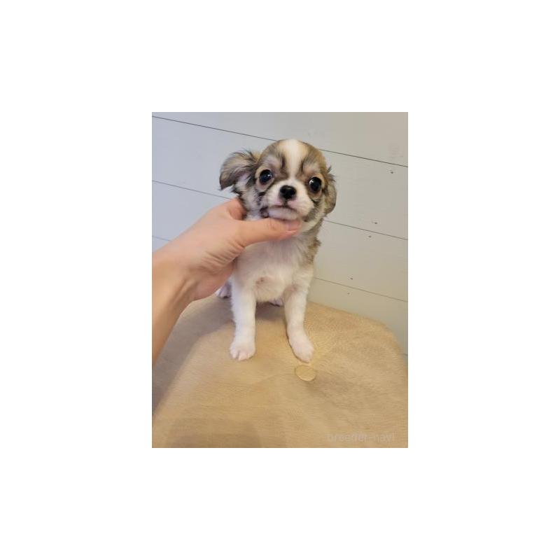 販売中の滋賀県のチワワ(ロングコート)-432821