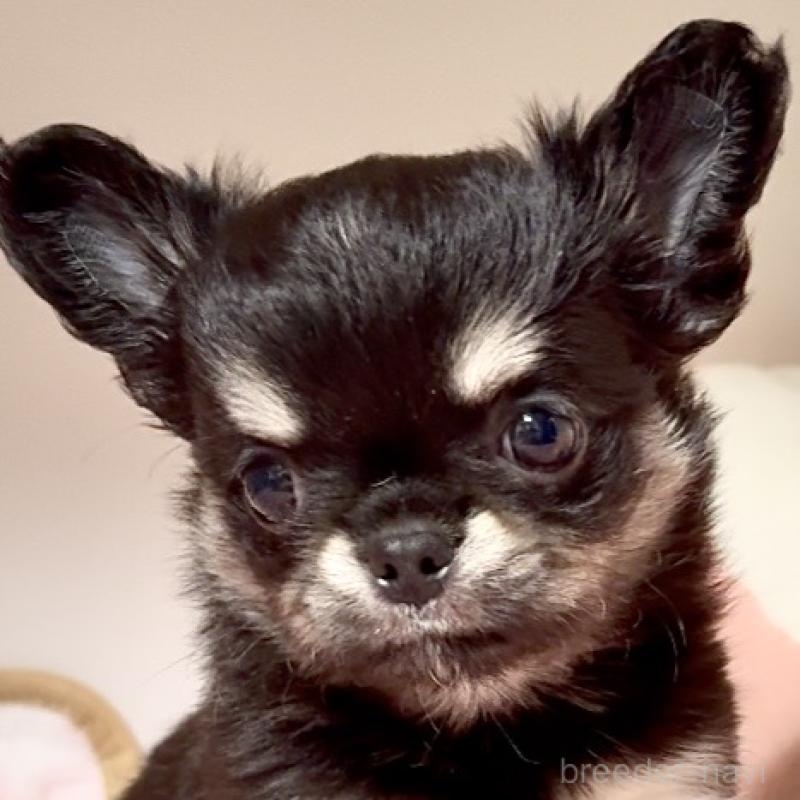 販売中の東京都のチワワ(ロングコート)-432825