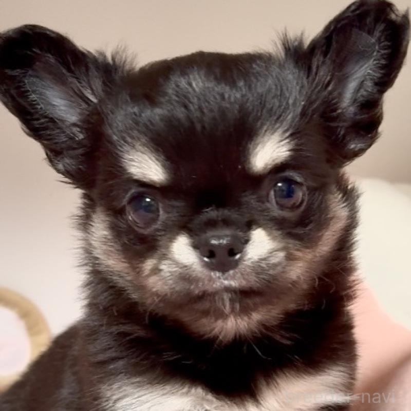 販売中の東京都のチワワ(ロングコート)-432825の5枚目