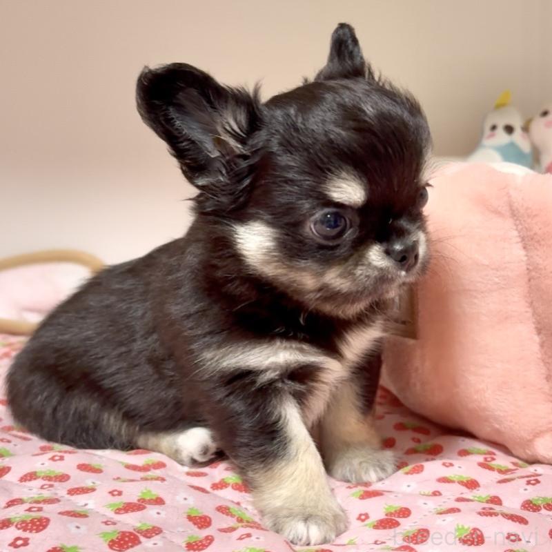 販売中の東京都のチワワ(ロングコート)-432825の4枚目