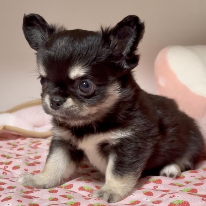 販売中の東京都のチワワ(ロングコート)-432825の3枚目