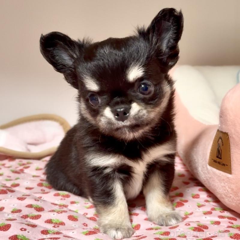 販売中の東京都のチワワ(ロングコート)-432825の2枚目