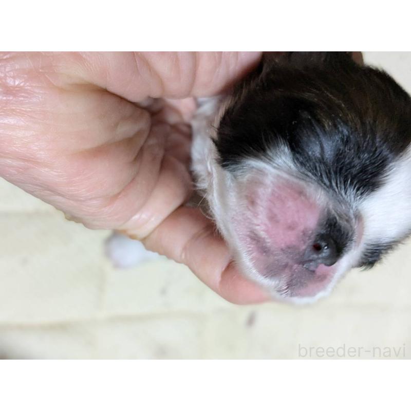 販売中の神奈川県のシーズー-432822の3枚目