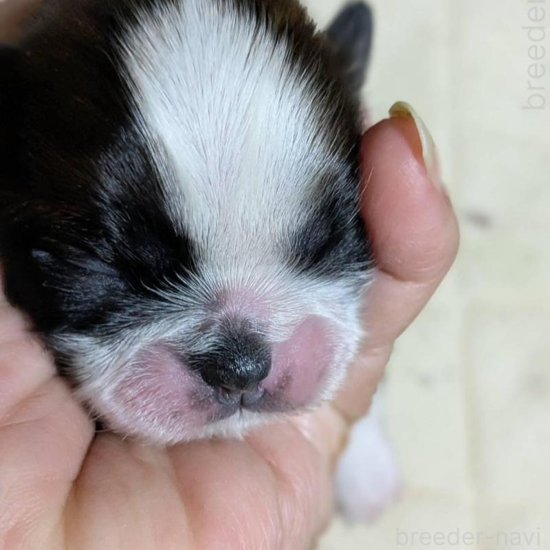 販売中の神奈川県のシーズー-432822