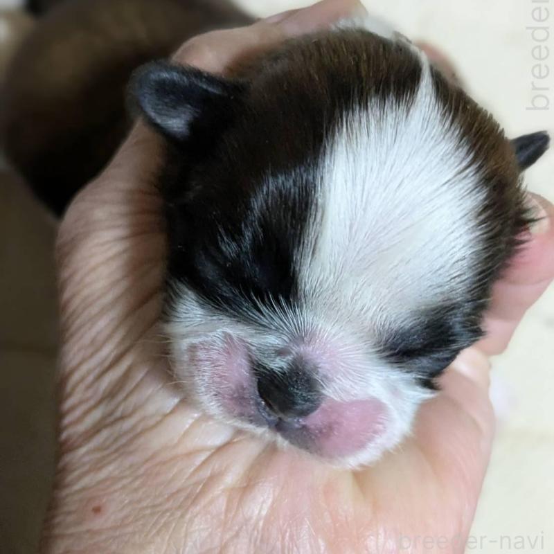 販売中の神奈川県のシーズー-432822の2枚目