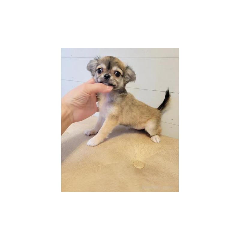 販売中の滋賀県のチワワ(ロングコート)-432823