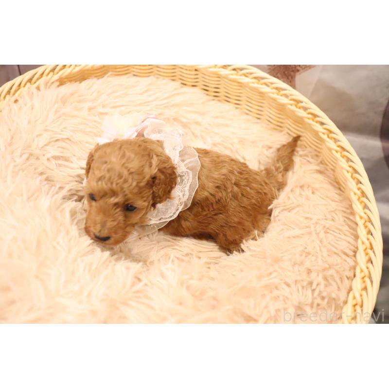 販売中の福井県のタイニープードル-432826の4枚目