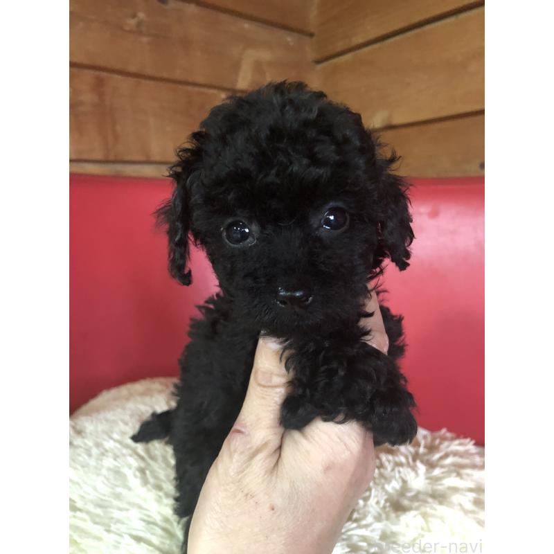 成約済の兵庫県のトイプードル-431956の10枚目